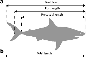 How to Measure Fish
